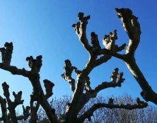 Descubre el encanto del turismo en el Parque de la Taconera en tu próximo viaje a Pamplona